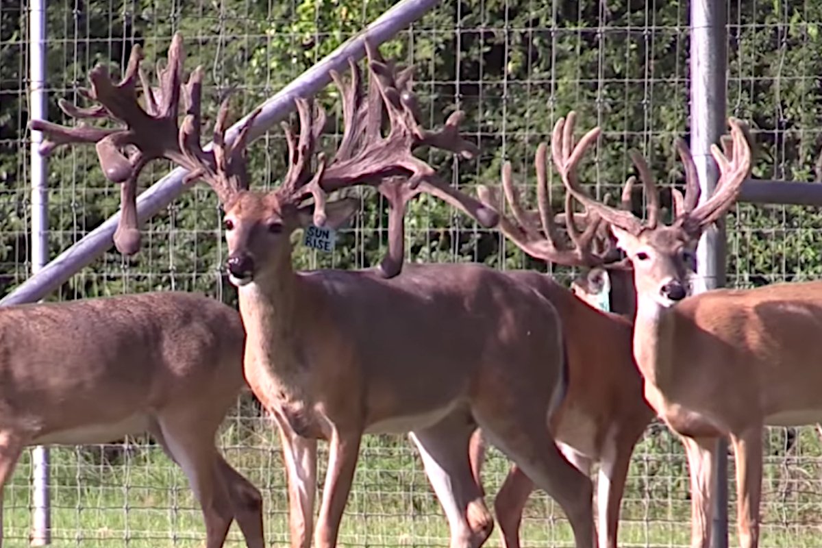 Huntsville Whitetails