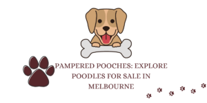 Read more about the article Pampered Pooches: Explore Poodles for Sale in Melbourne