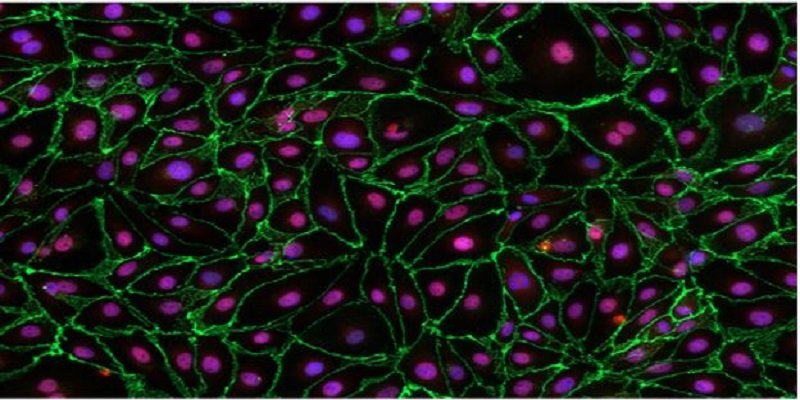 Primary Cells Market Size, Share, Growth Report 2030