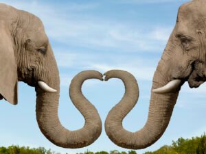 Read more about the article Understanding Elephant Insurance: What You Need to Know