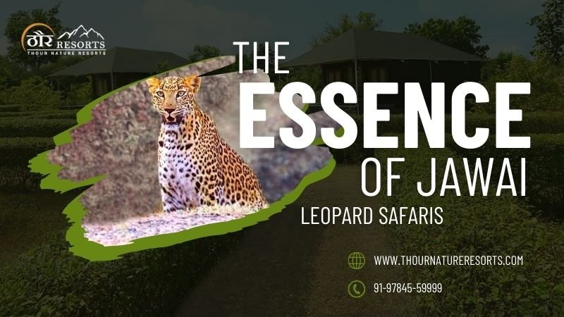 Jawai Leopard Safari