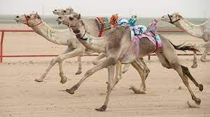 camel races doha