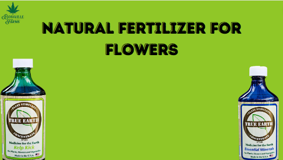 Natural Fertilizer for Flowers