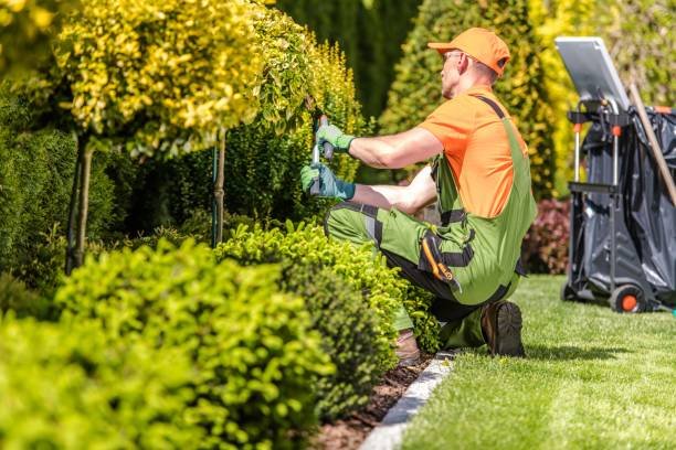 Elevate Your Outdoors with Expert Landscaping