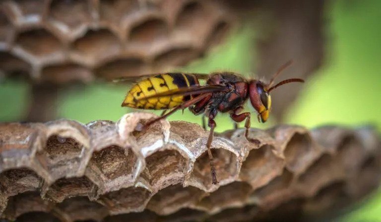 Wasp Control Maple Ridge